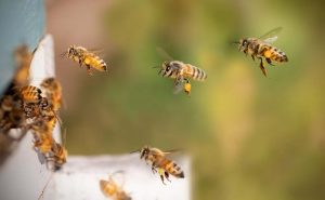 abejas polinizando